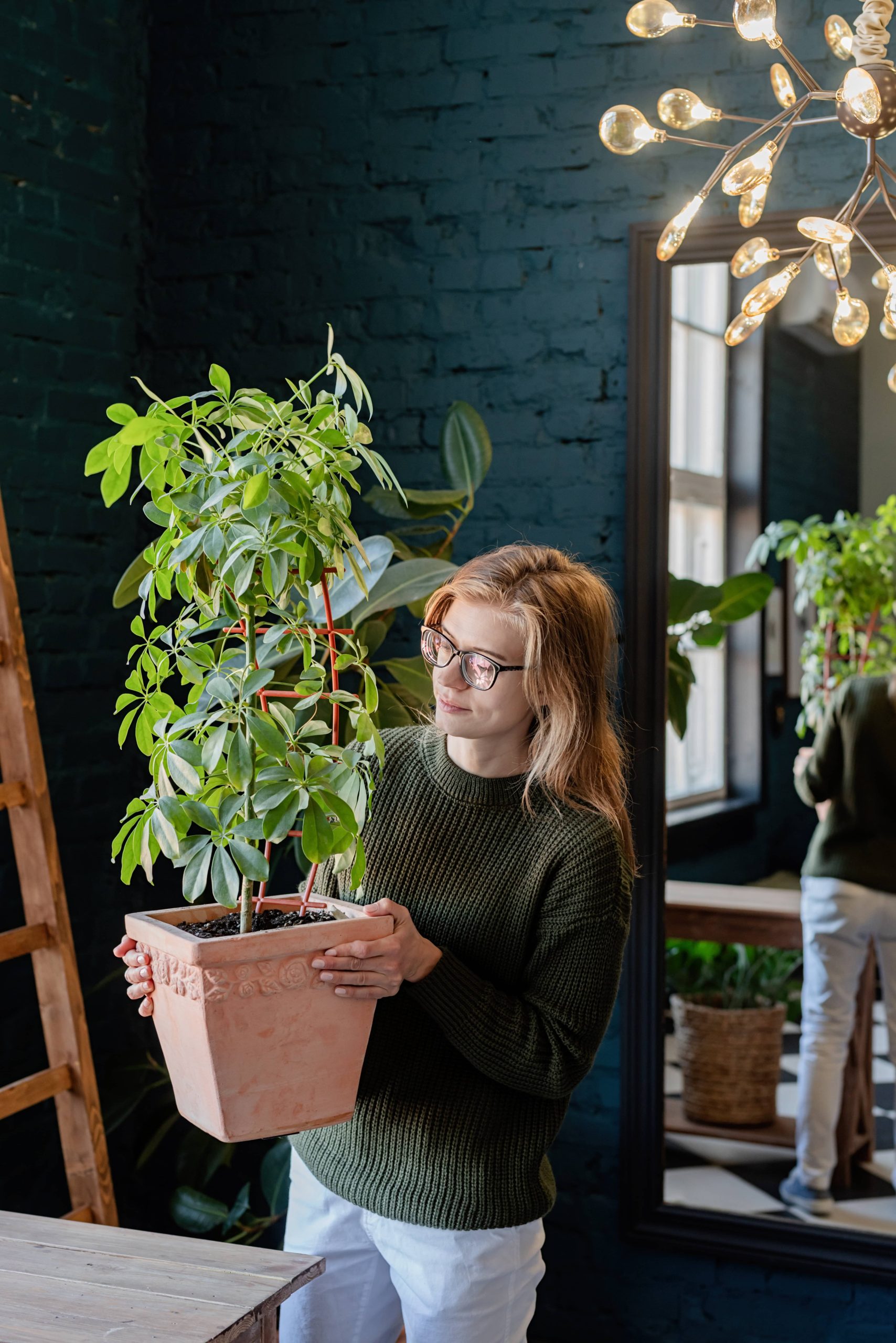 A Comprehensive Guide to Flowering Houseplants for Low Light Conditions