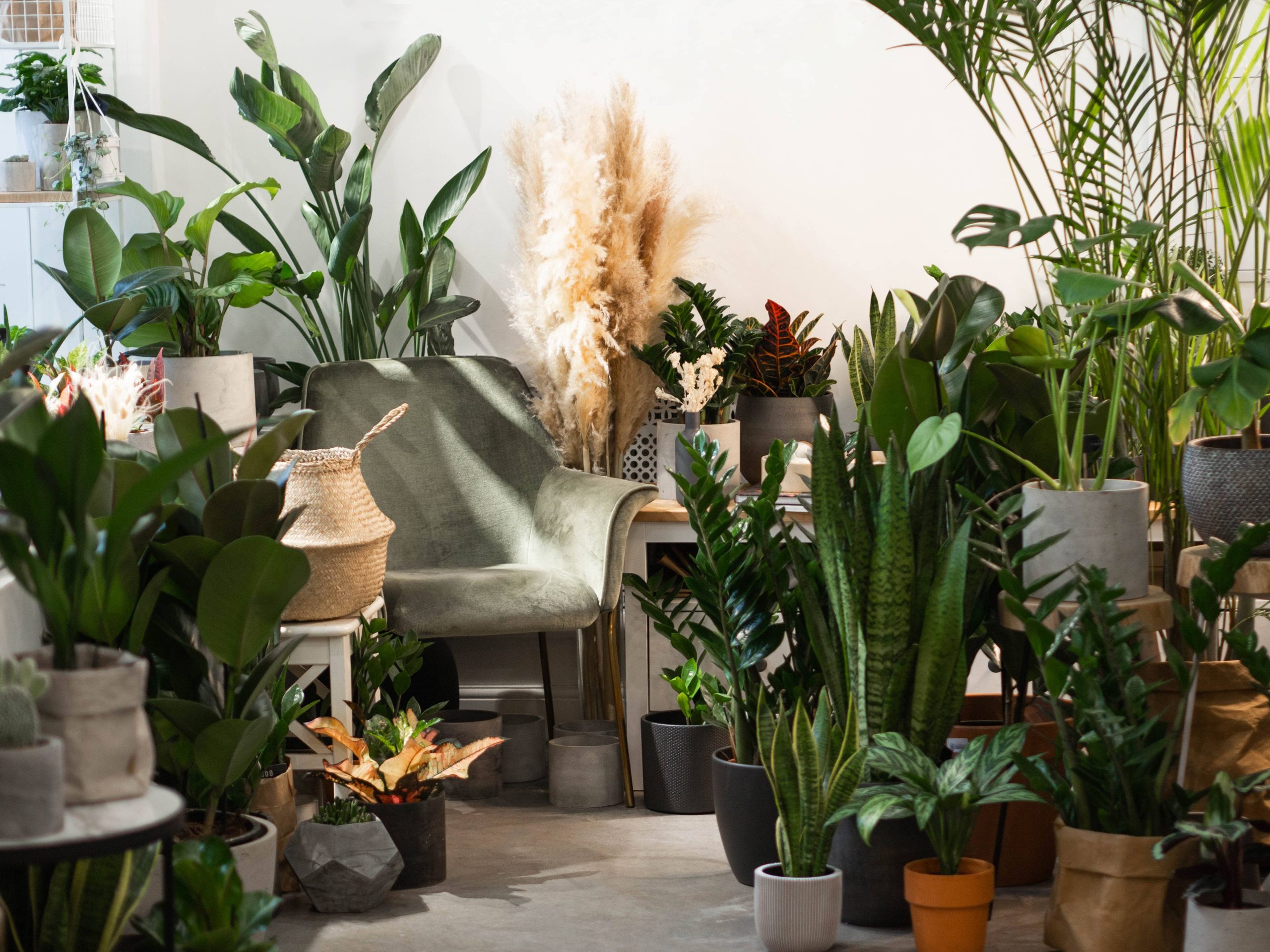 Caring for Exotic Orchids