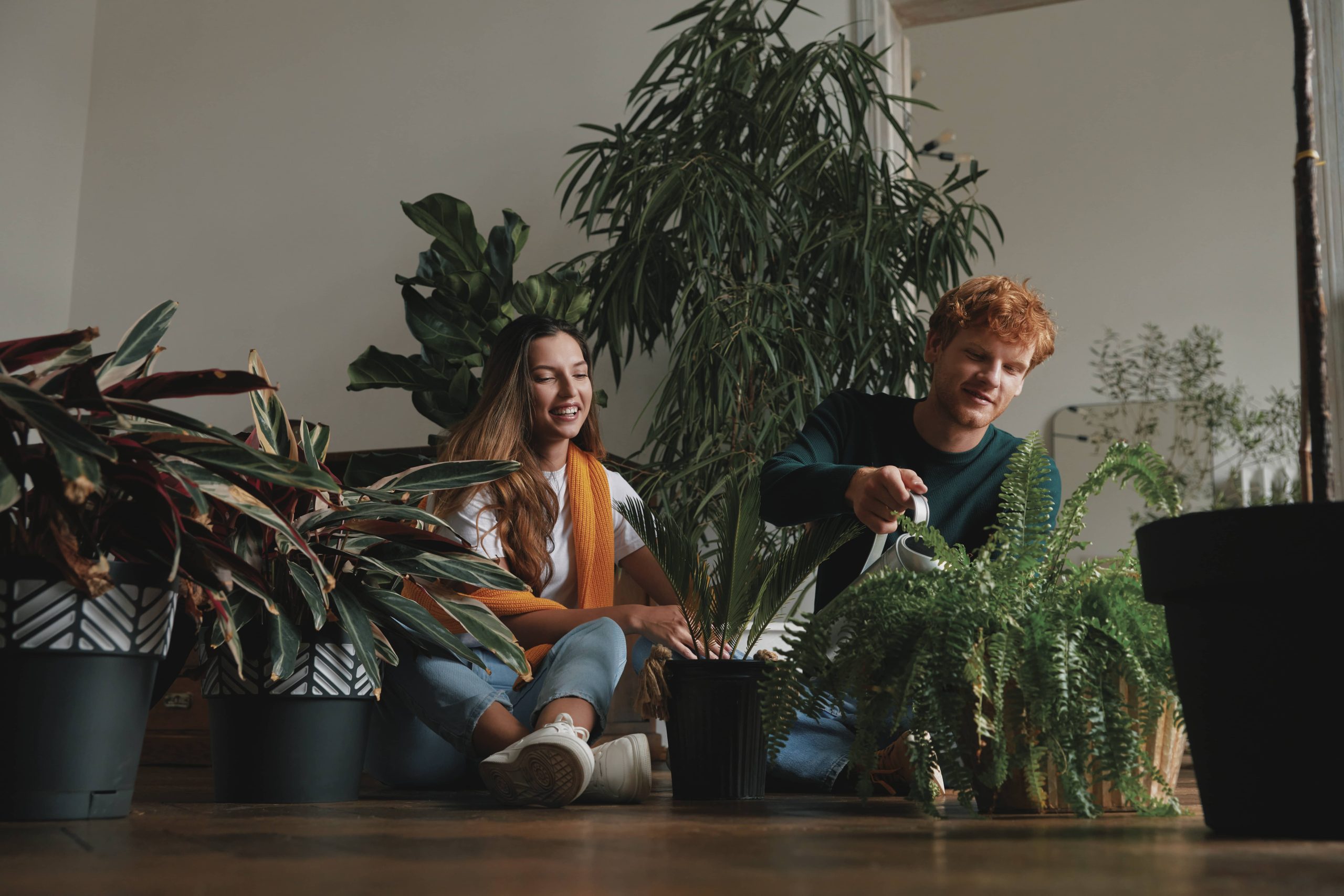 Comparison of Soil and Soilless Growing Techniques for Houseplants