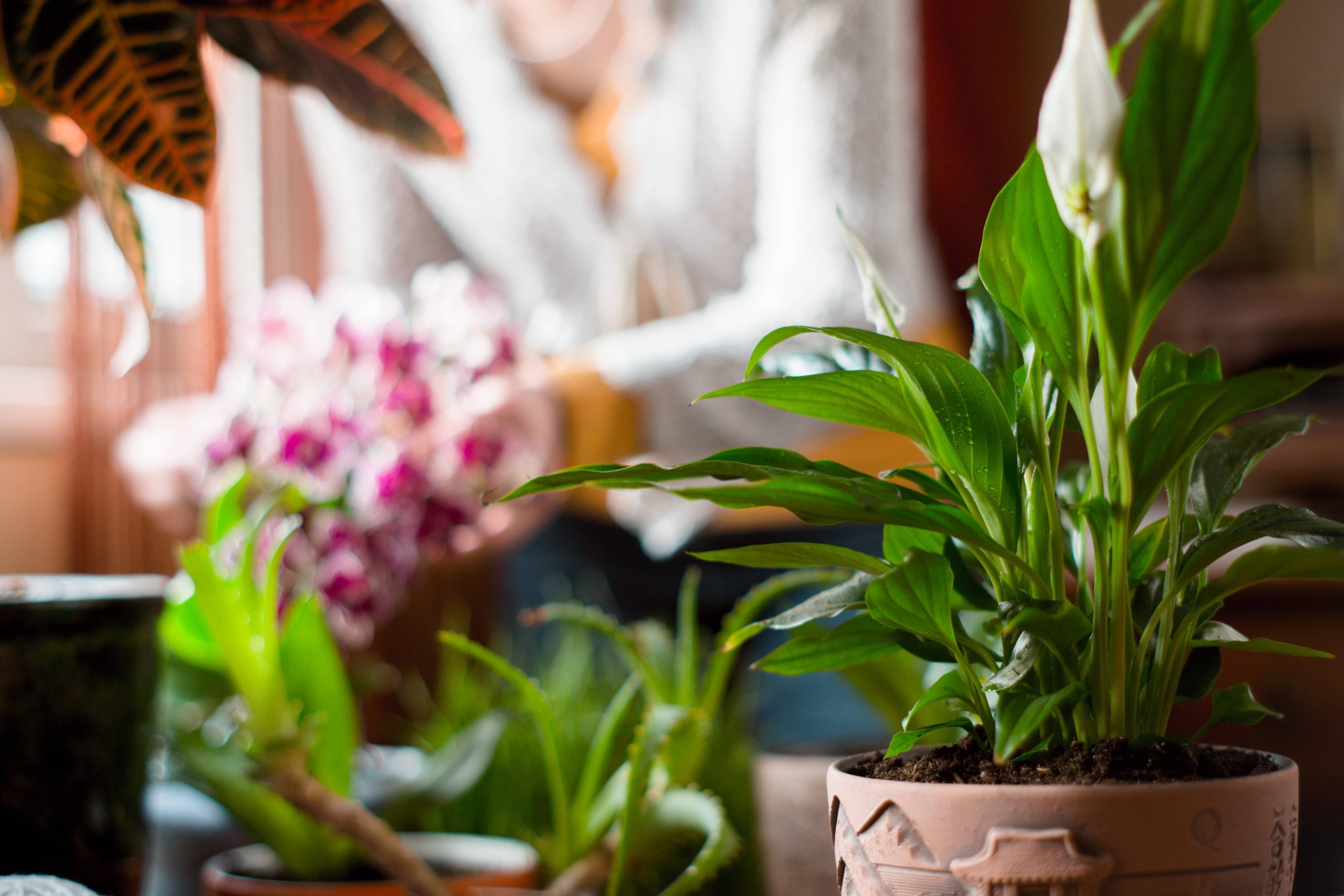 Correcting Common Watering Mistakes for Indoor Plants