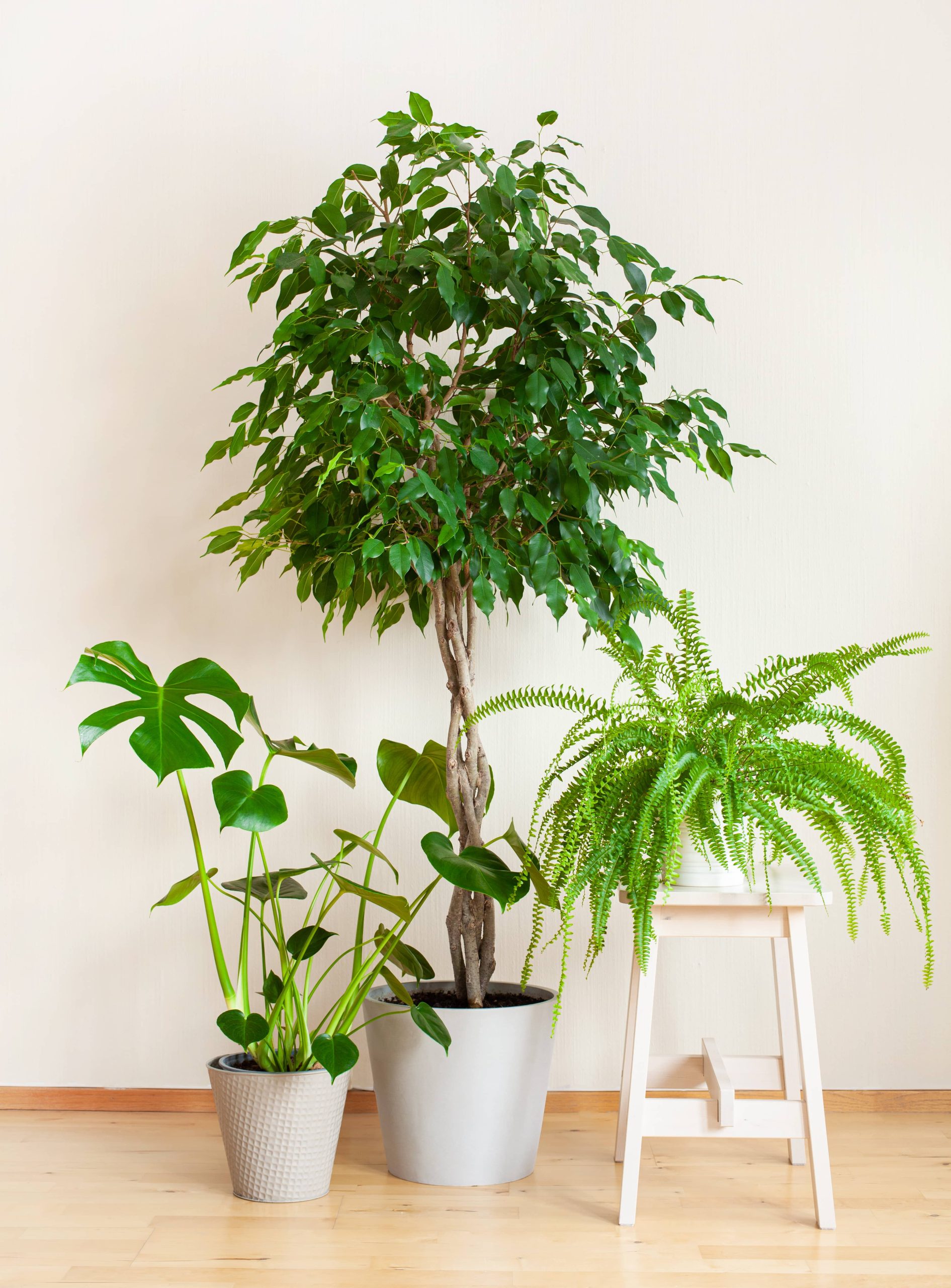 Creating a Beautiful Indoor Jungle by Combining Houseplants