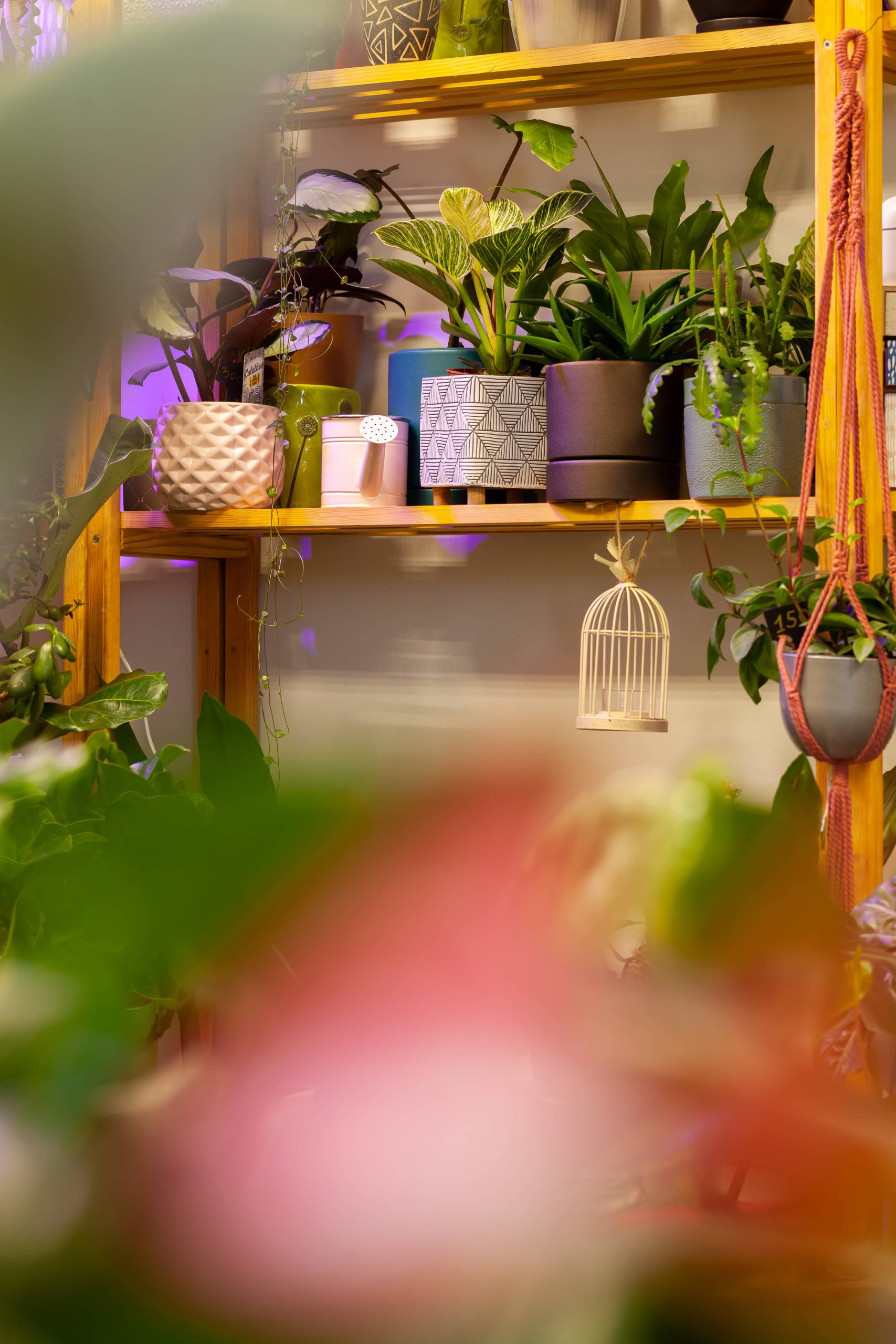 Effective Lighting Tips for Successful Indoor Gardening
