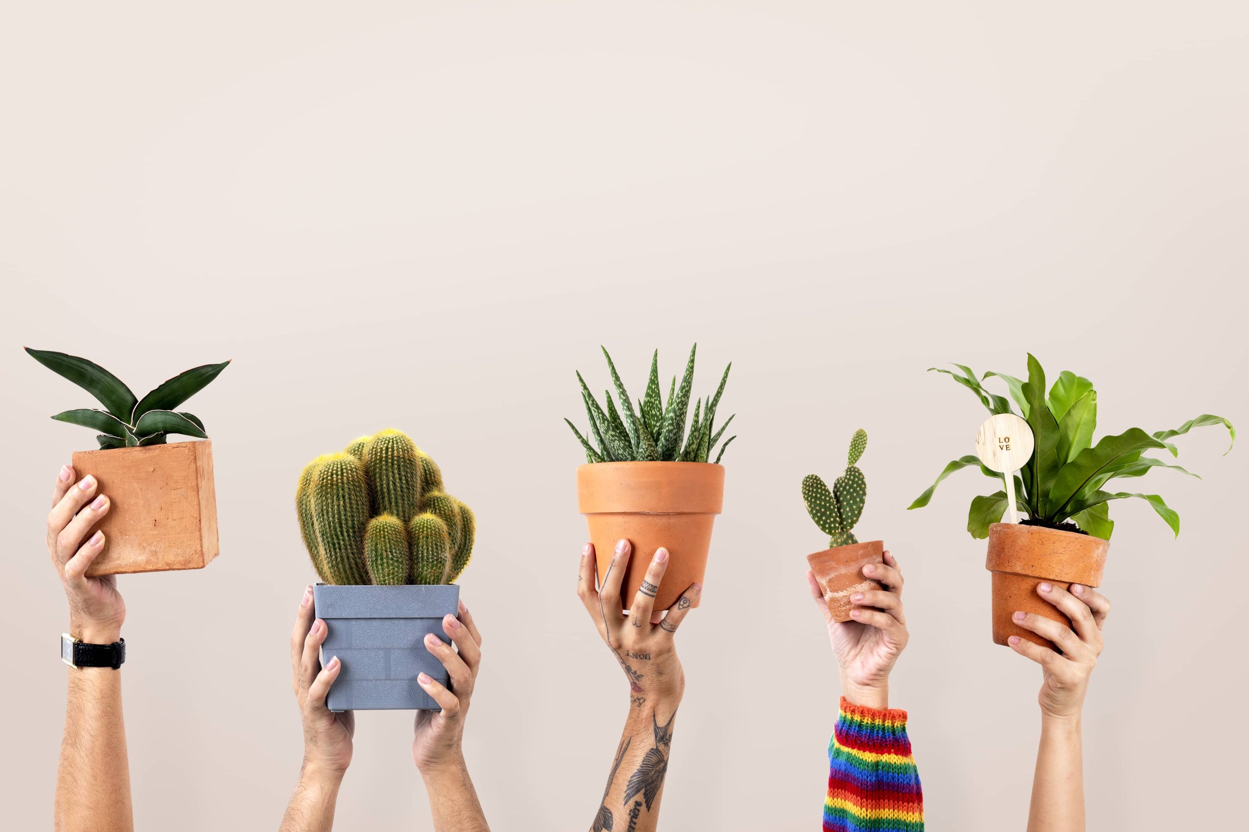 Effective Strategies for Repotting Indoor Plants Successfully