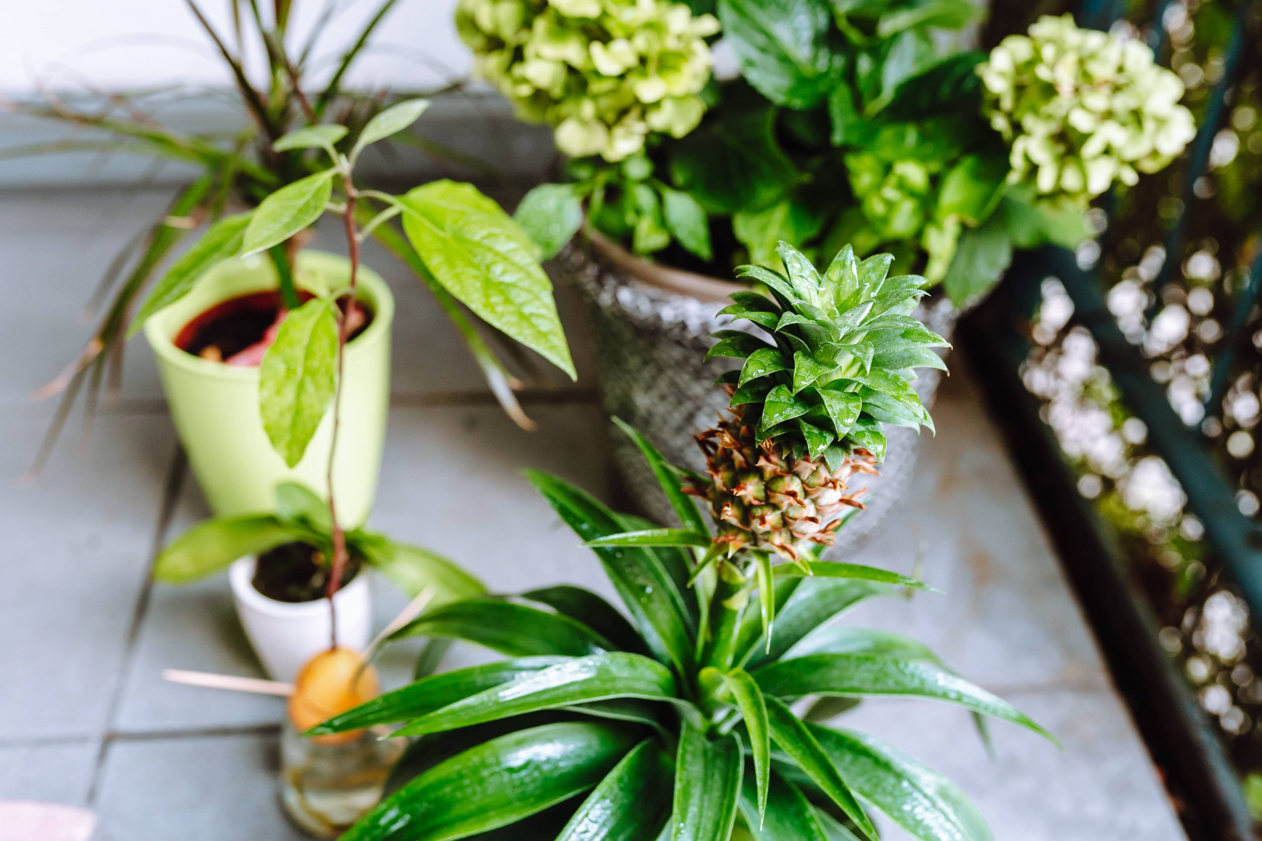 Houseplants for Dark Corners of Your Home