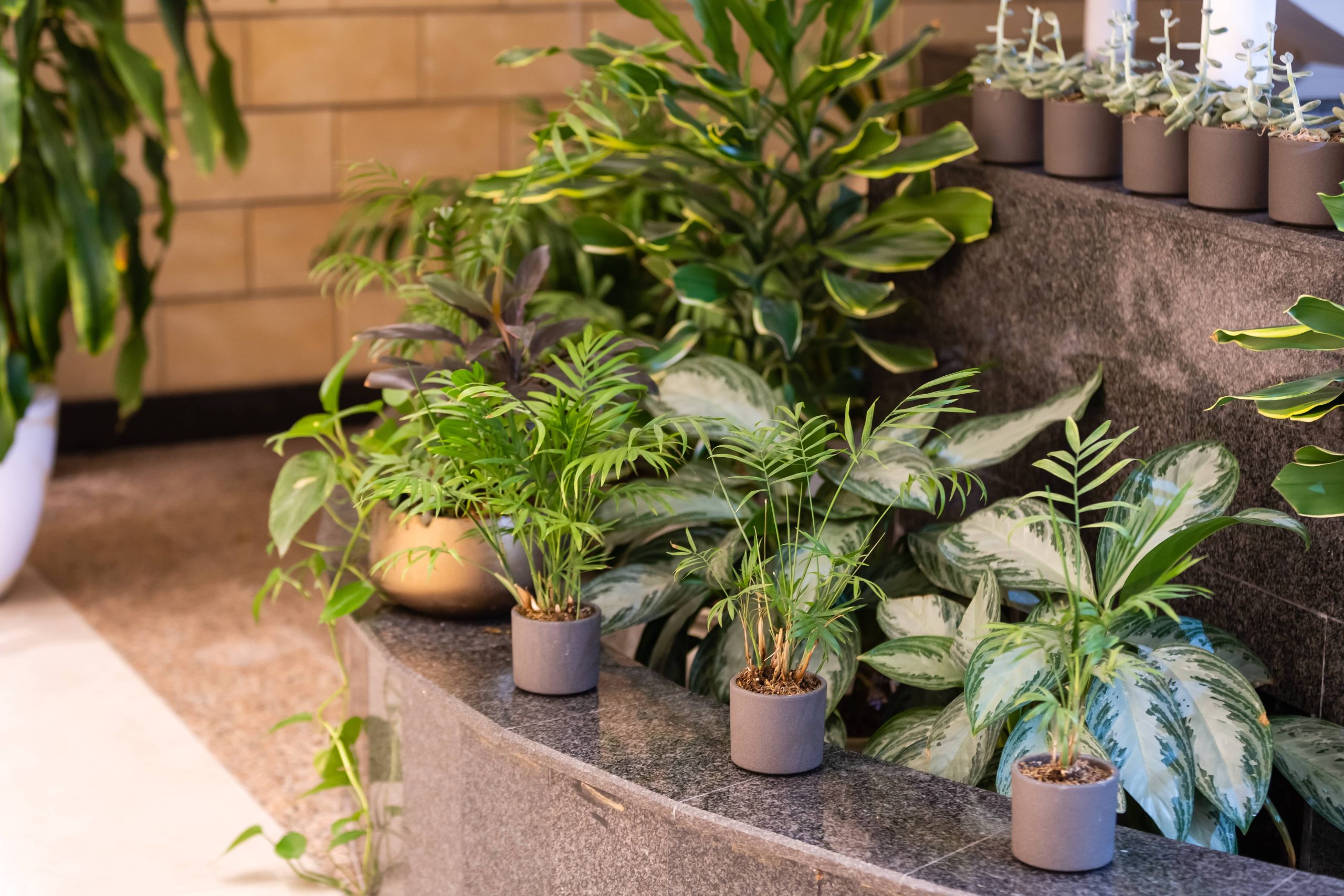 Indoor Plant Care Routines for Busy Individuals
