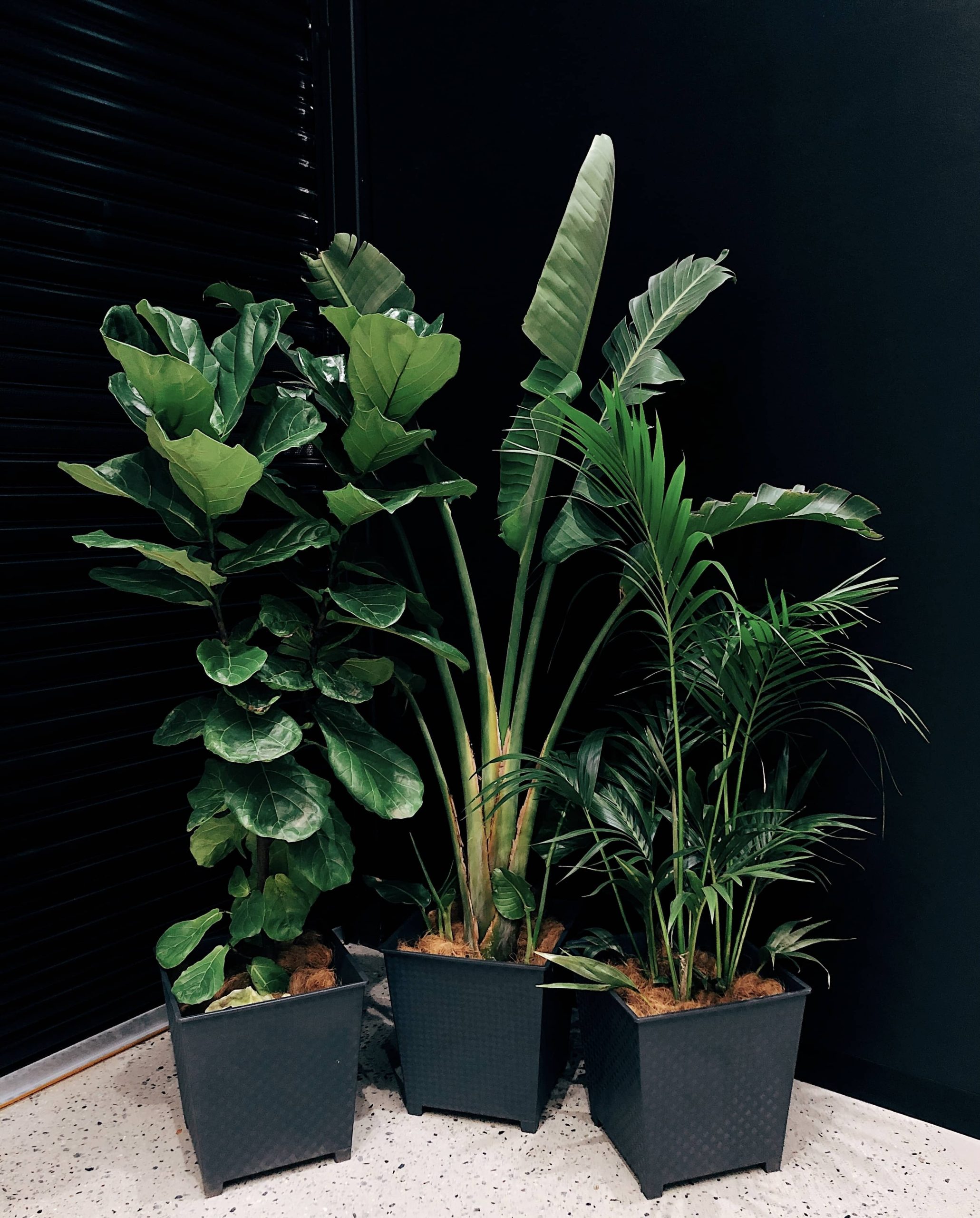 Tips for Ensuring Your Houseplants Thrive During Your Vacation