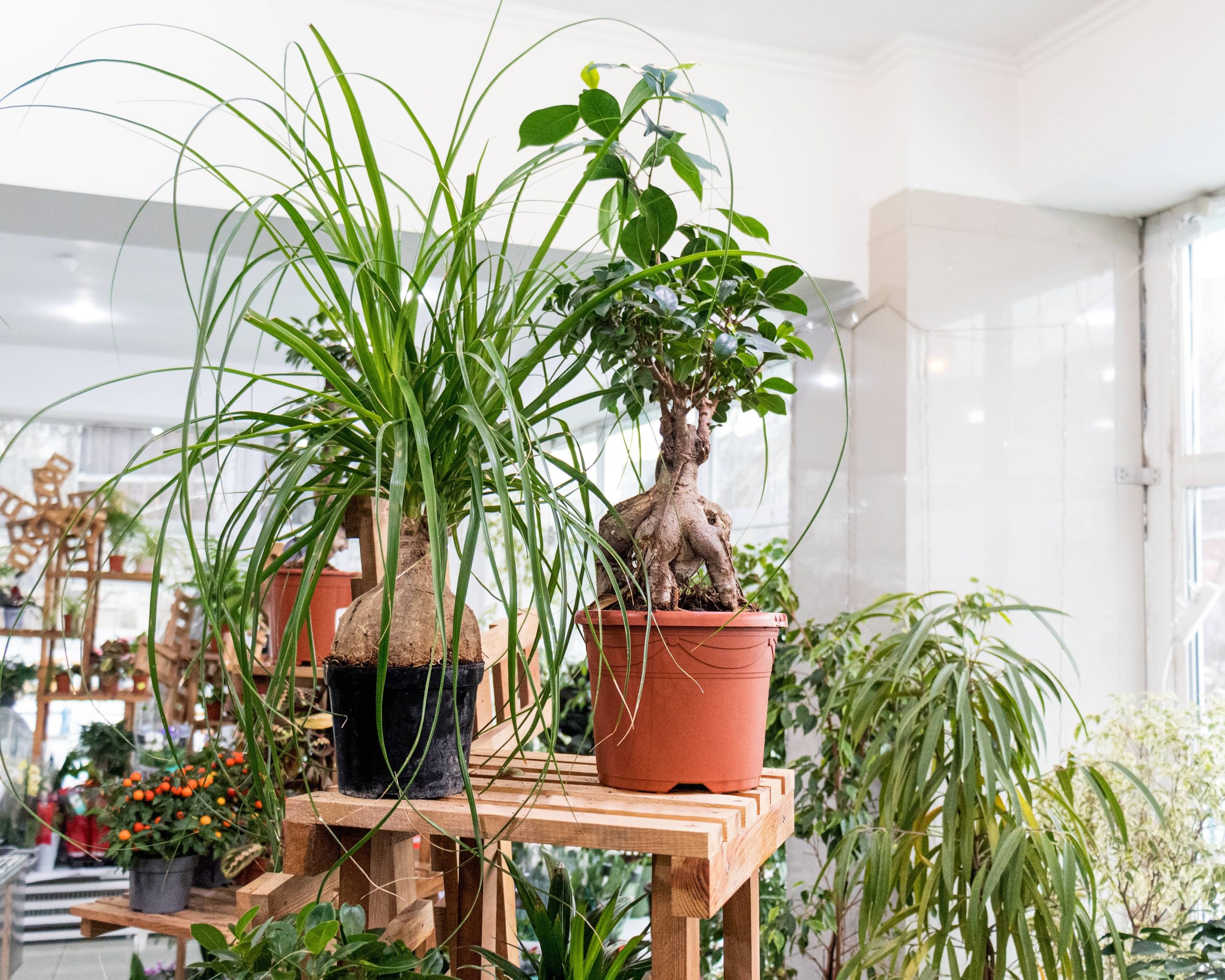 Transform Your Kitchen into a Mini Herb Sanctuary