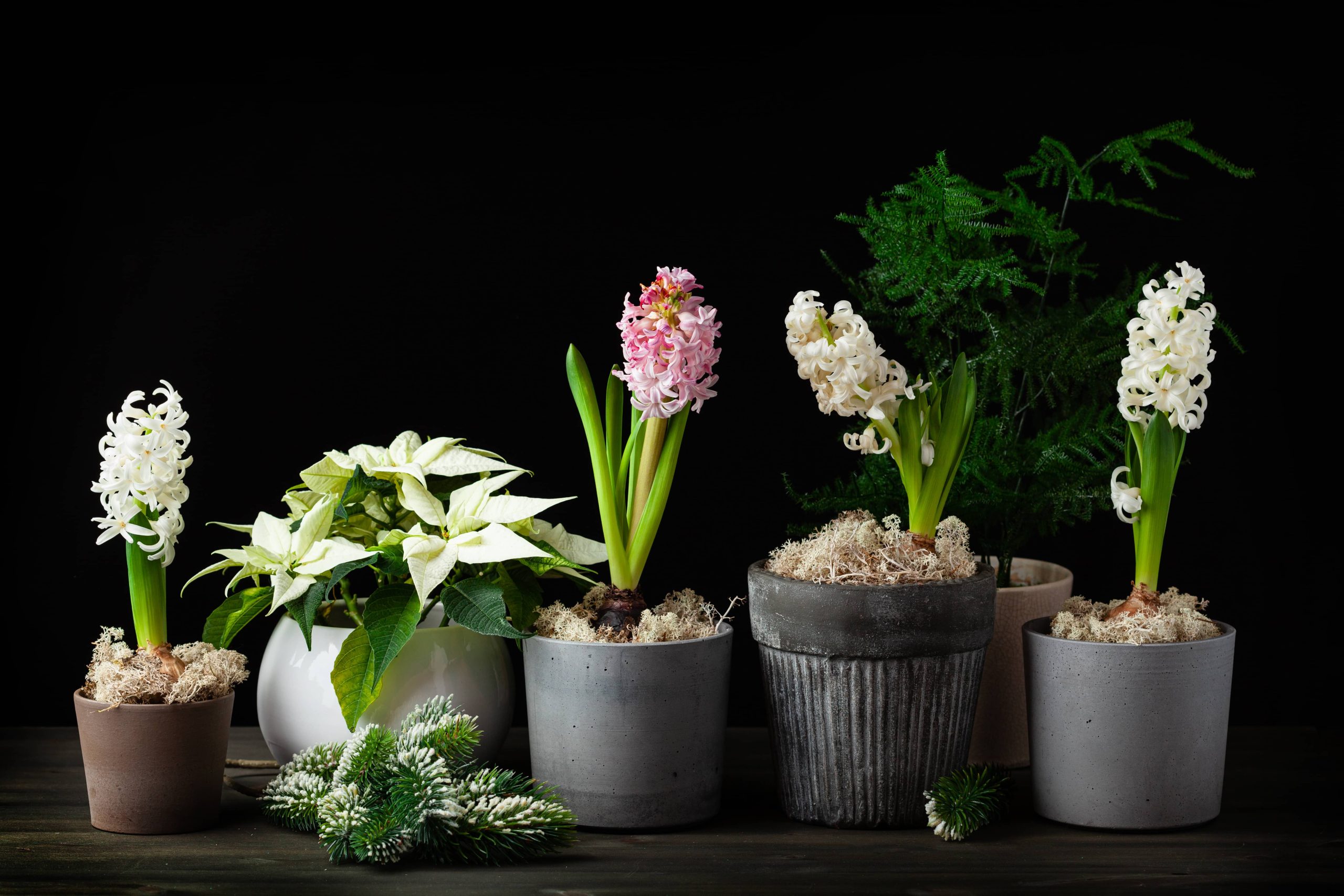 Ways to Prevent Root Rot and Fungus Gnats